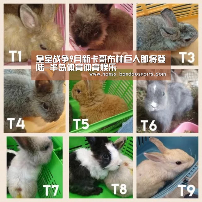 皇室战争9月新卡哥布林巨人即将登陆-半岛体育体育娱乐(图3) 半岛体育体育网